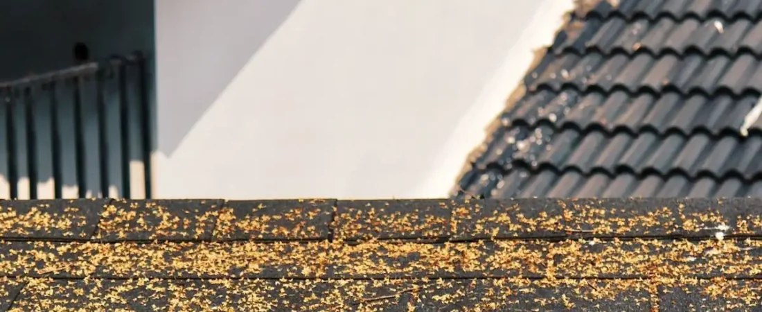 Moss on Your Roof in Michigan: Why Fall Is the Removal Window