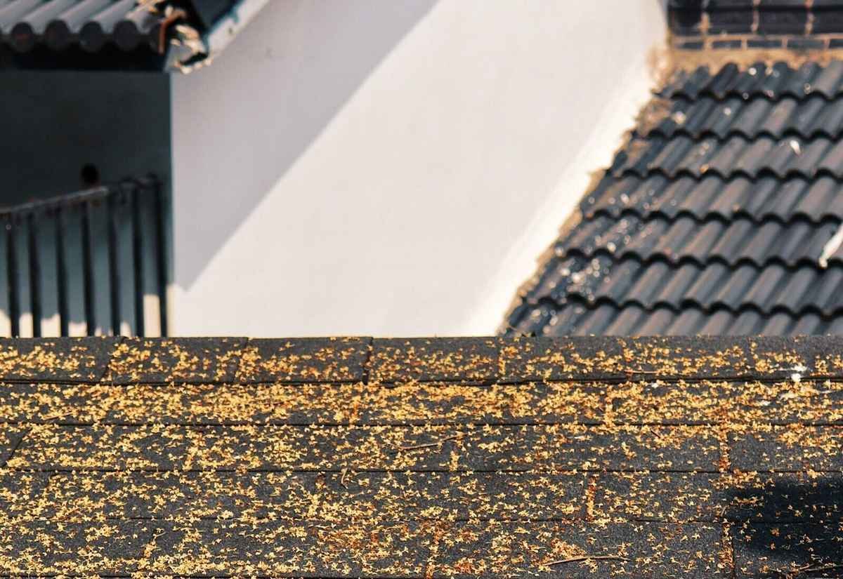 Fallen autumn leaves on a Comstock Park home's roof, a reminder to clear gutters before winter