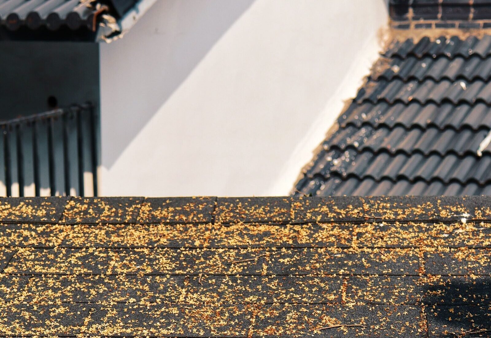 Fallen autumn leaves collecting on a Grand Rapids roof and gutters, a seasonal reminder to prepare the roof before West Michigan's winter snowpack arrives